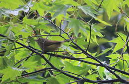 Image of Horornis fortipes robustipes (Swinhoe 1866)