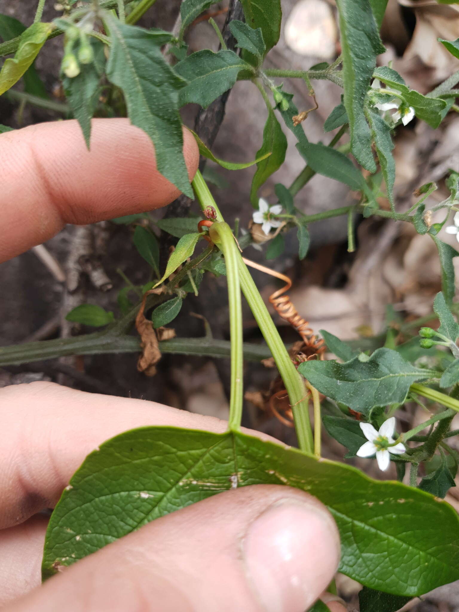 Passiflora cinnabarina Lindl.的圖片