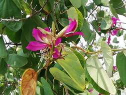 Image of bauhinia