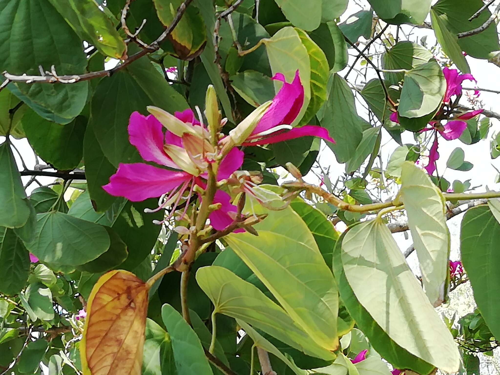 Image of bauhinia