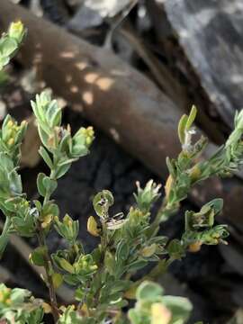 Image of Pimelea micrantha F. Müll. ex Meissn.