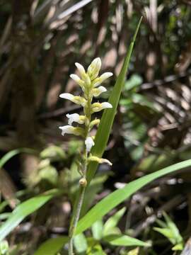 Image de Microchilus plantagineus (L.) D. Dietr.