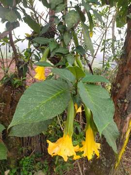 Image of Brugmansia aurea Lagerh.