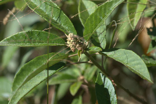 Слика од Croton cortesianus Kunth