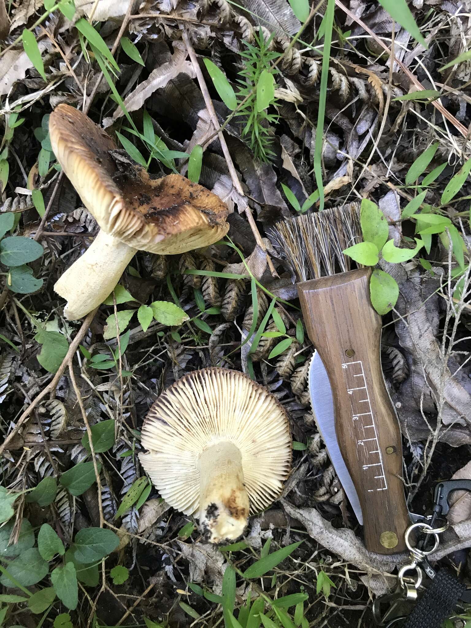 Image of Russula novae-zelandiae McNabb 1973