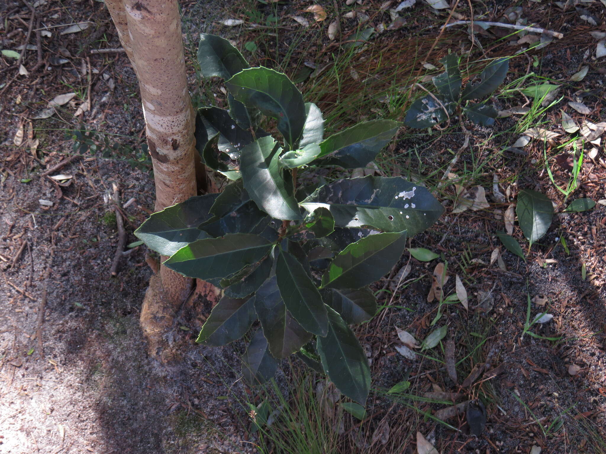 Image of Forest saffron