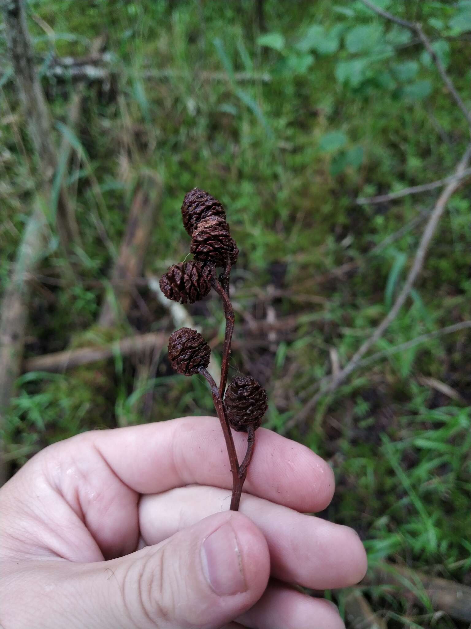 Image of Alnus pubescens Tausch