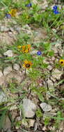 Image of Adonis dentata Delile