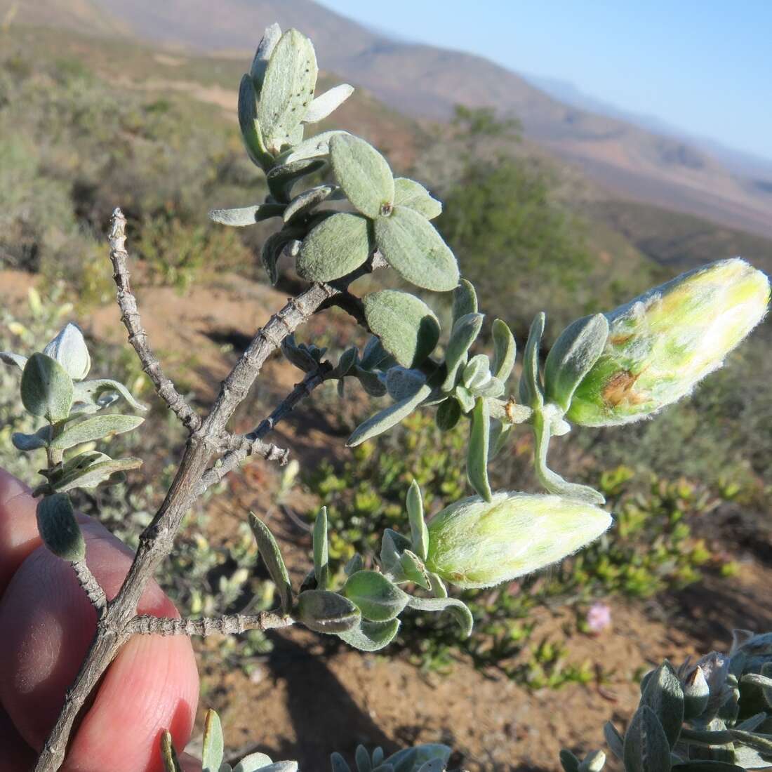 Image of Pteronia ovalifolia DC.