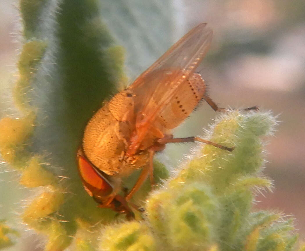 Stomorhina pallida Malloch 1927 resmi