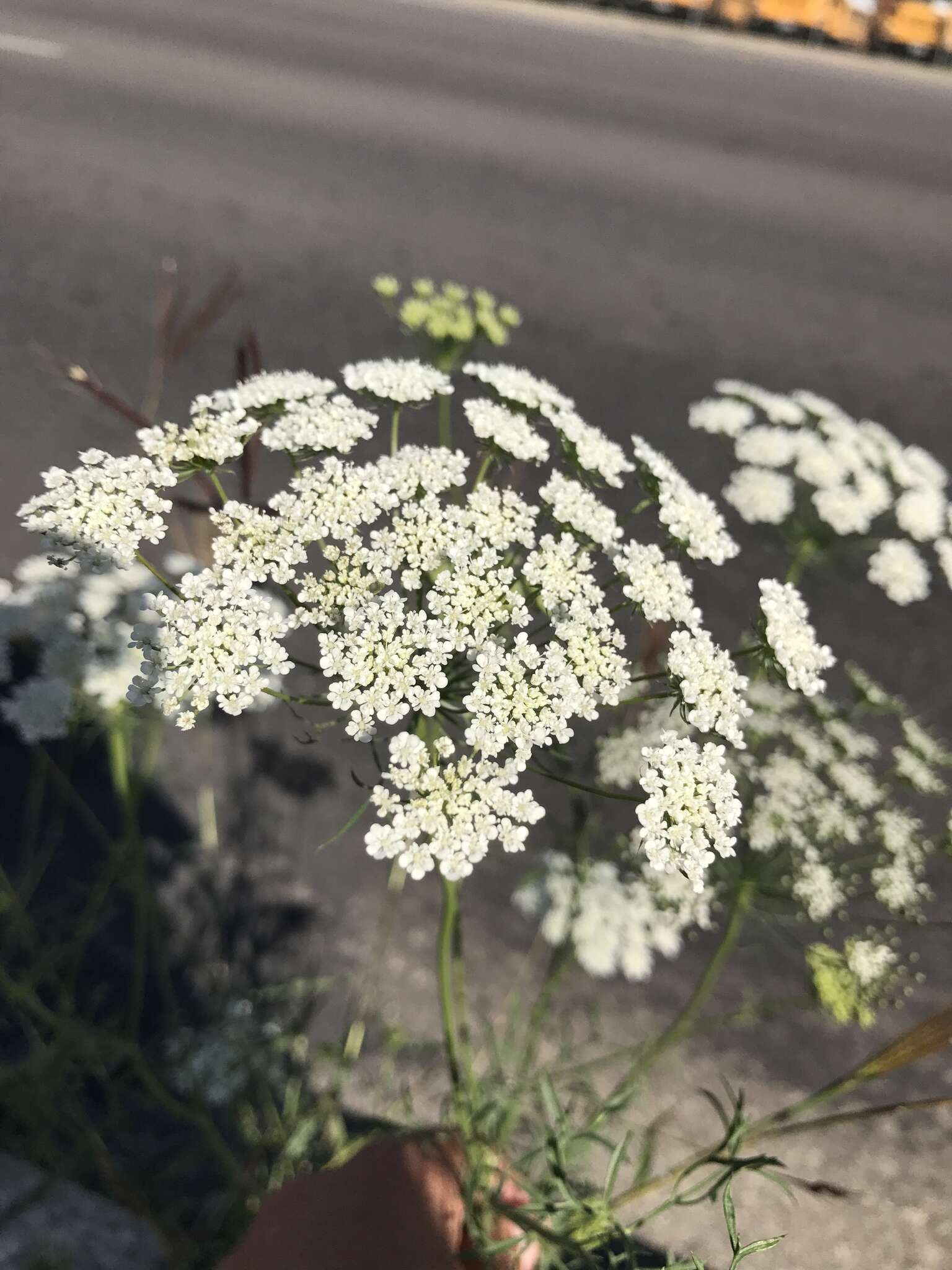 Image of Ammi majus L.