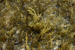 Image of Red algae