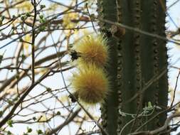 Image of Pachycereus grandis Rose