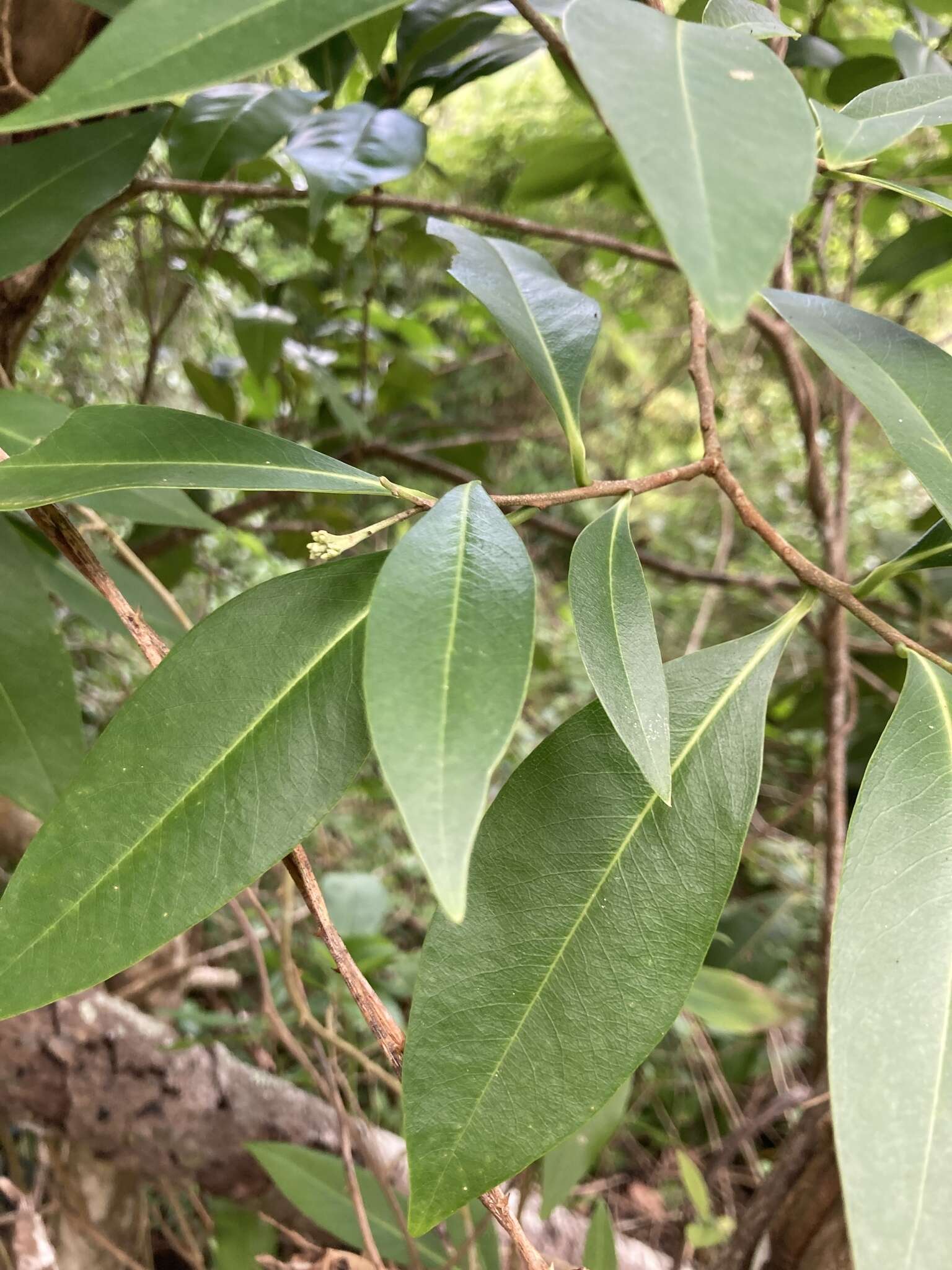 Image of Caribbean burn nose