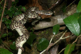 Image of Beautiful pitviper