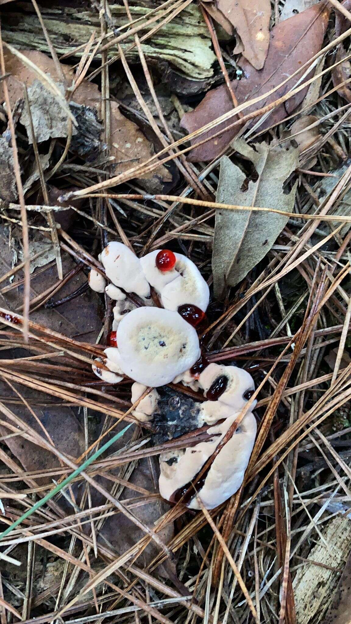 Image of Mealy tooth