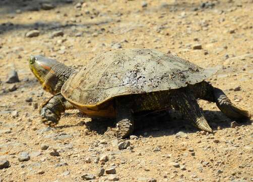 Sivun Trachemys ornata (Gray 1831) kuva