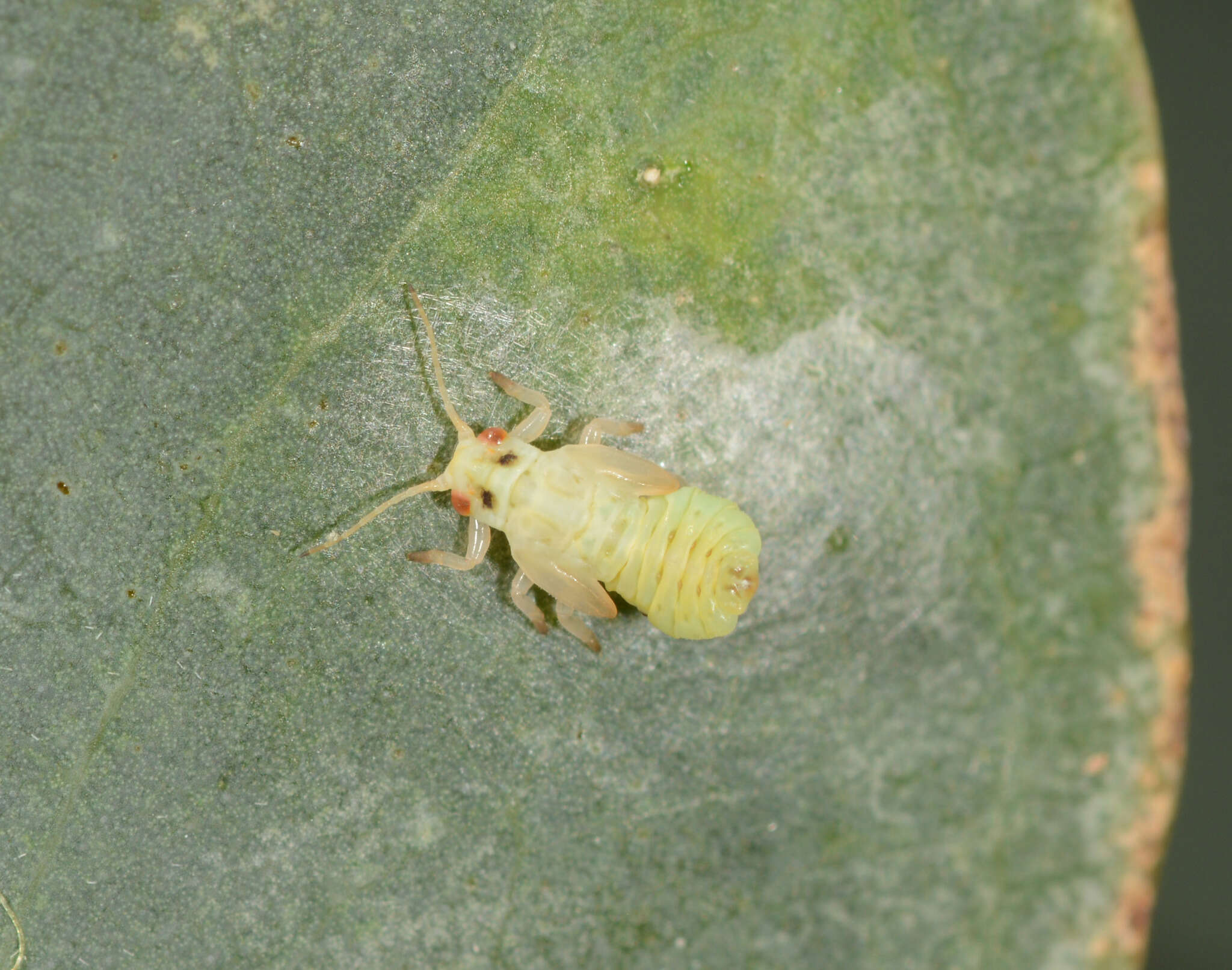 Image of Creiis longipennis (Walker 1852)