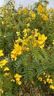 Plancia ëd Senna birostris (Vogel) H. S. Irwin & Barneby