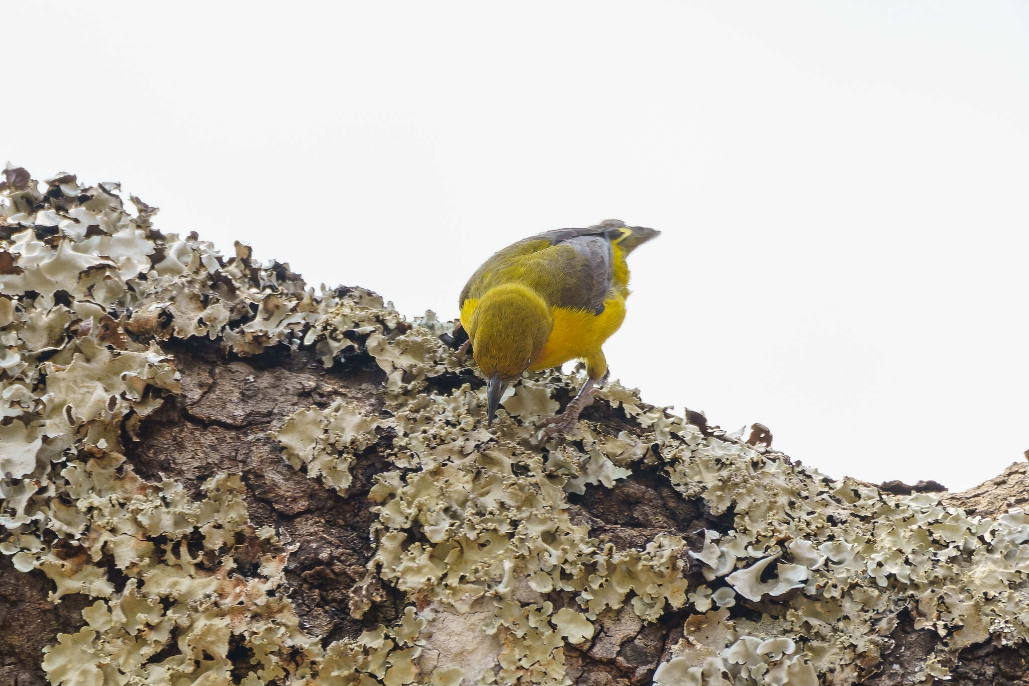 Image of Olive-headed Weaver