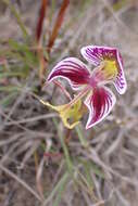 Disa spathulata subsp. tripartita (Lindl.) H. P. Linder resmi