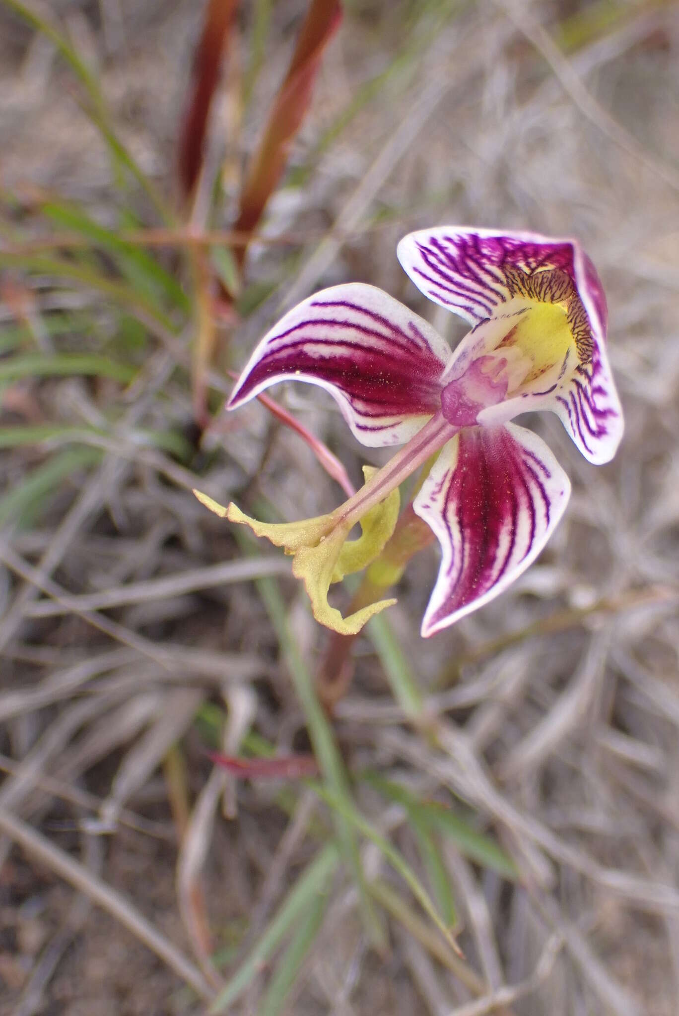 Disa spathulata subsp. tripartita (Lindl.) H. P. Linder resmi