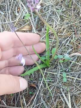 Image of Barnardia numidica (Poir.) Speta