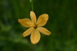 Image of Echeandia skinneri (Baker) Cruden