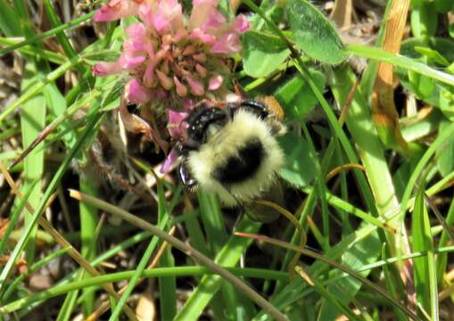 Image of Bombus mesomelas Gerstäcker 1869