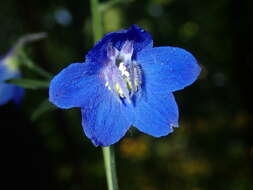 Plancia ëd Delphinium alabamicum R. Kral