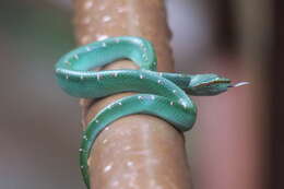 Image of Wagler's Keeled Green Pit Viper