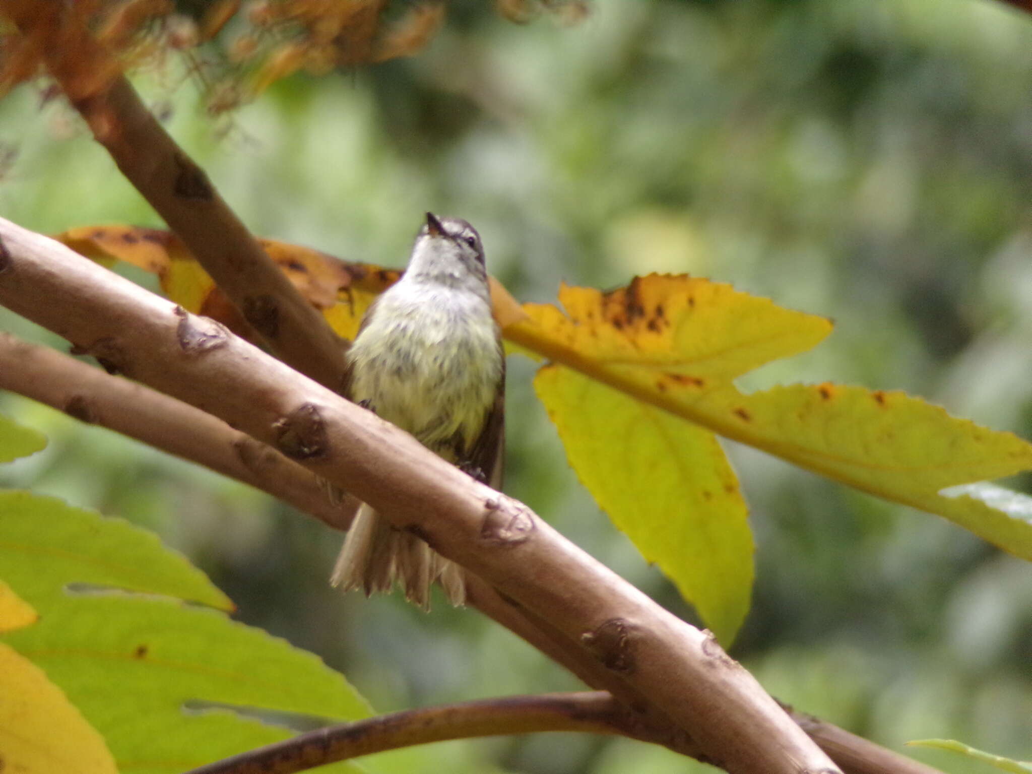 Image of Jamaican Elaenia