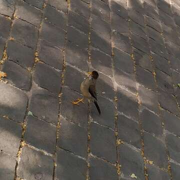 Imagem de Turdus falcklandii magellanicus King & PP 1831