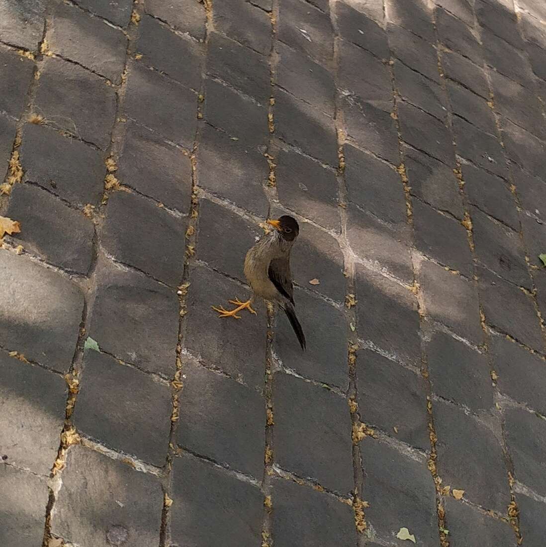 Image de Turdus falcklandii magellanicus King & PP 1831