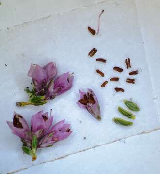 Image of Erica argentea var. argentea