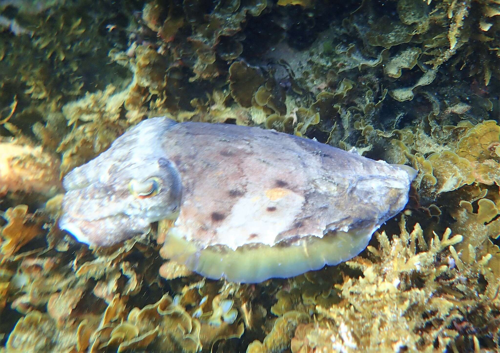 Image of Reaper cuttlefish