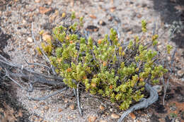 Plancia ëd Oedera sedifolia (DC.) A. A. Anderberg & K. Bremer