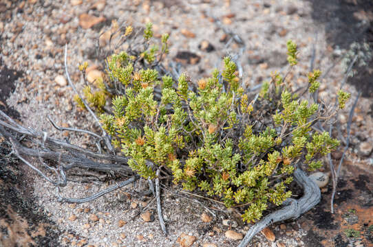 Plancia ëd Oedera sedifolia (DC.) A. A. Anderberg & K. Bremer