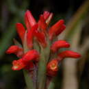 Image de Coccineorchis cernua (Lindl.) Garay