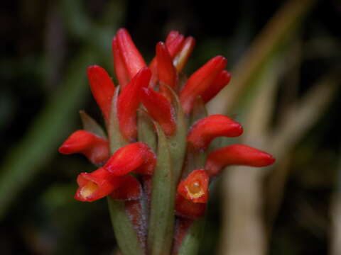 Слика од Coccineorchis cernua (Lindl.) Garay