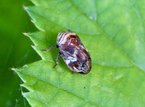 Image of Clastoptera ovata Doering 1929