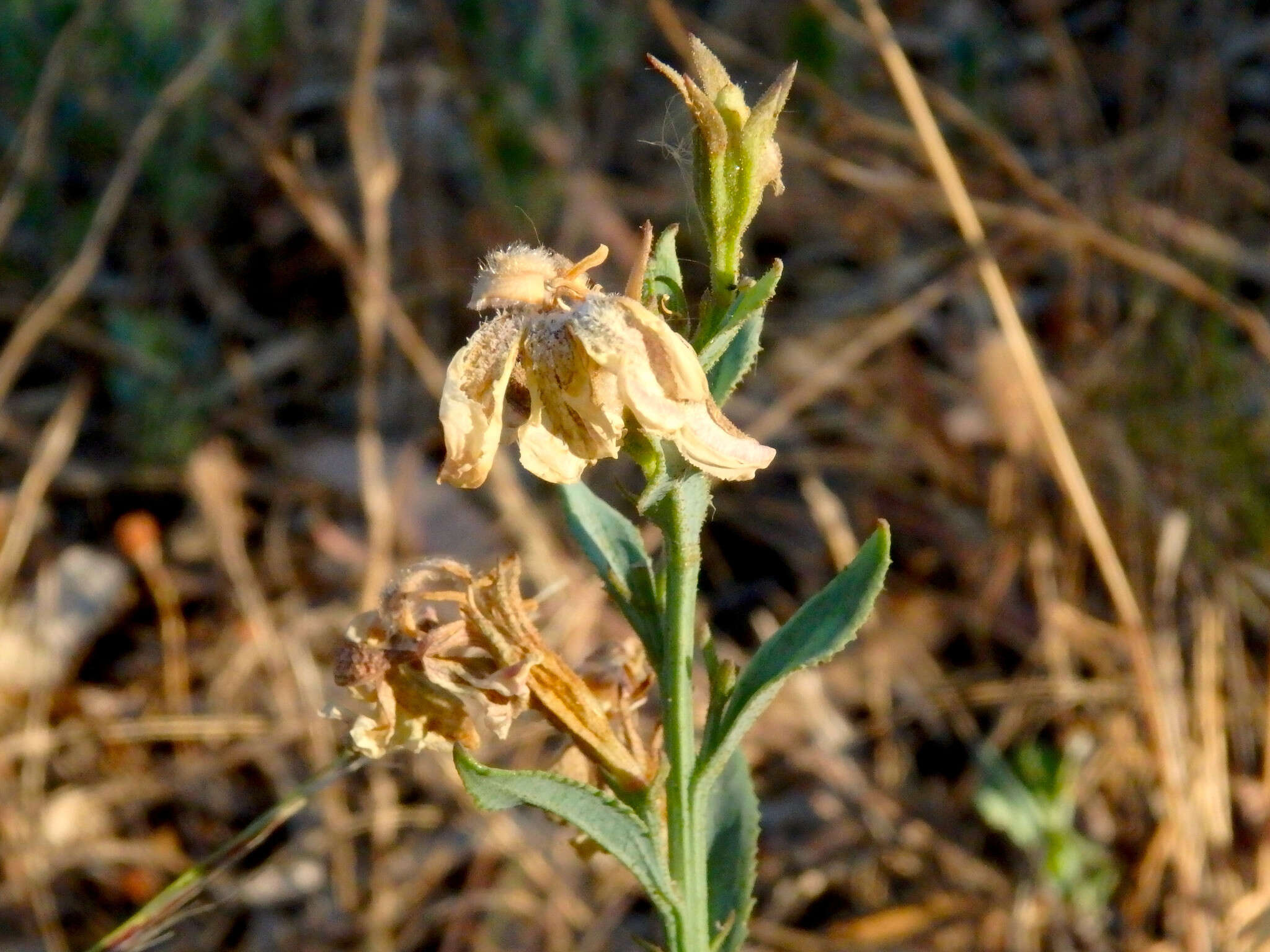 Image of Goodenia albiflora Schltdl.