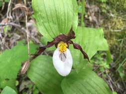 Imagem de Cypripedium montanum Douglas ex Lindl.