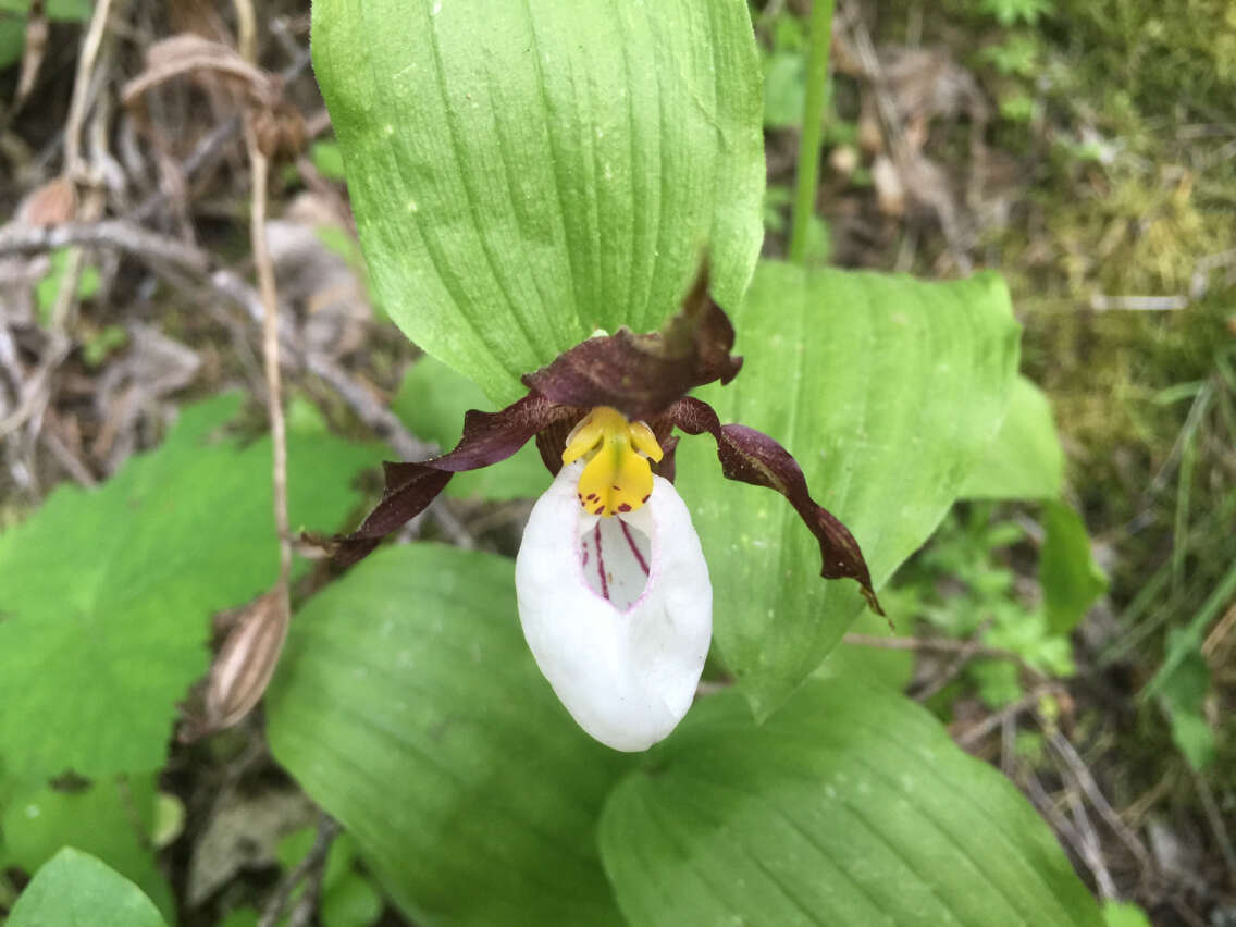 Imagem de Cypripedium montanum Douglas ex Lindl.