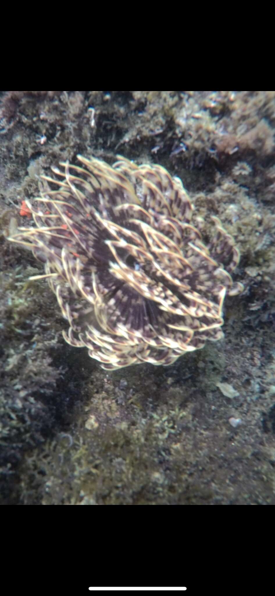 Image of Indian feather duster worm