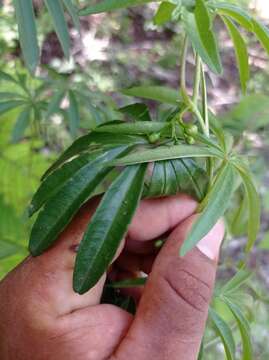 Image of Ipomoea heterodoxa Standl. & Steyerm.