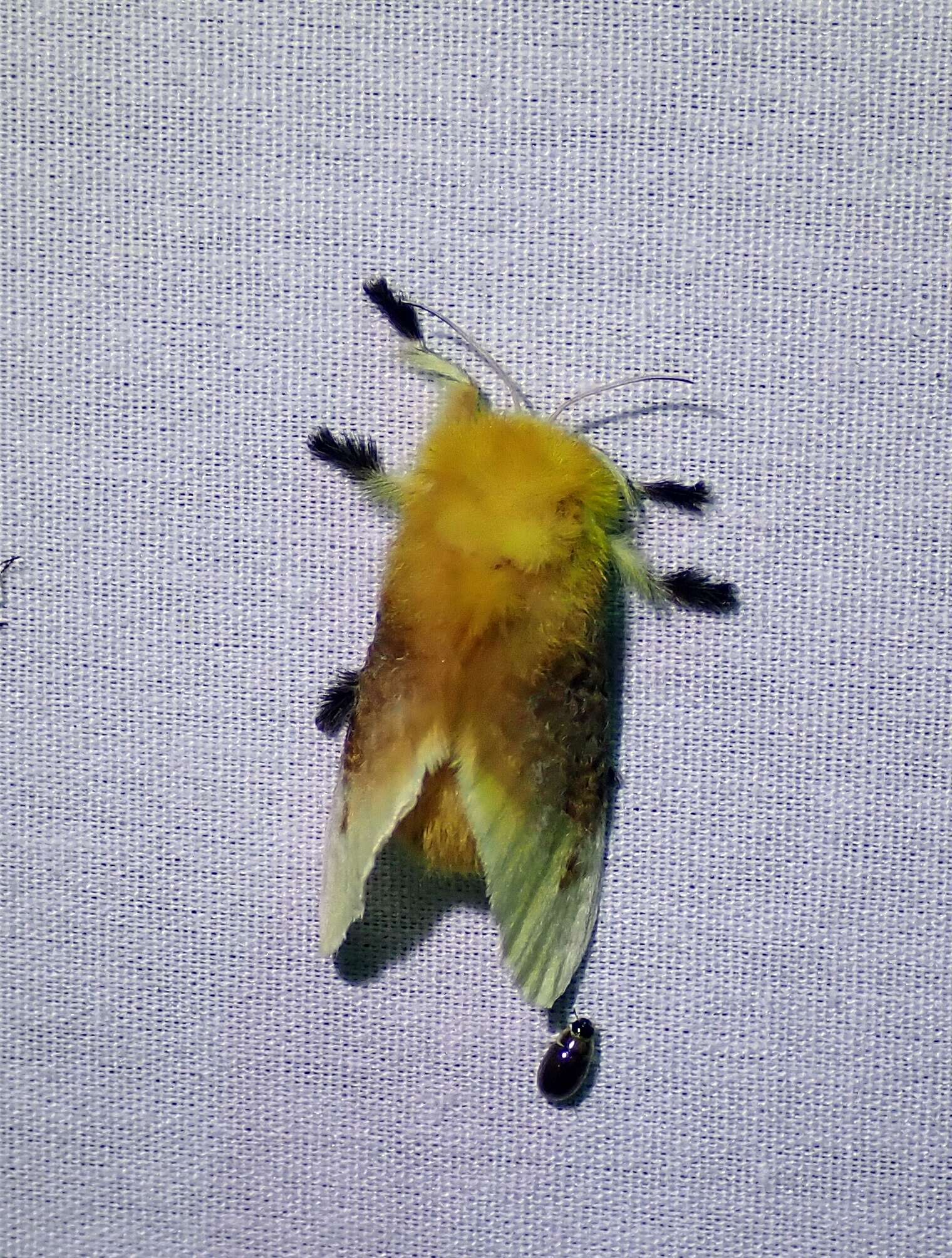 Image of Southern Flannel Moth