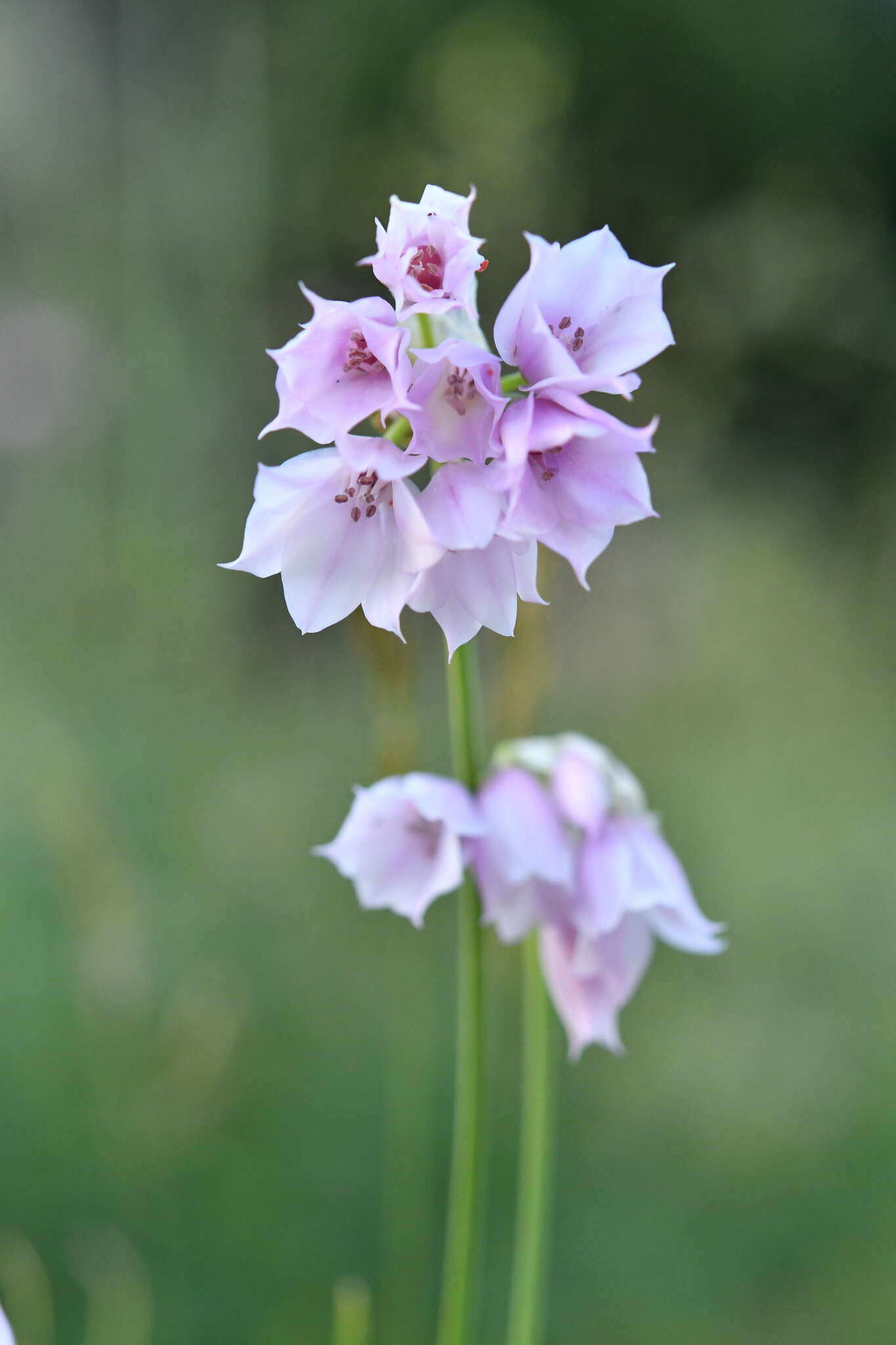 Image of Allium narcissiflorum Vill.