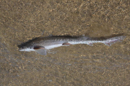 Image of smooth hound, starry smooth hound