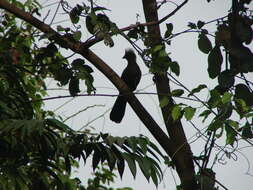 Image of Green Turaco